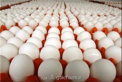 زیان 23 هزار تومانی مرغداران در هر کیلوگرم تولید تخم مرغ