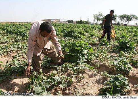 پیشبینی برداشت ۵۵۰۰ تن محصول تابستانه از اراضی خرمشهر