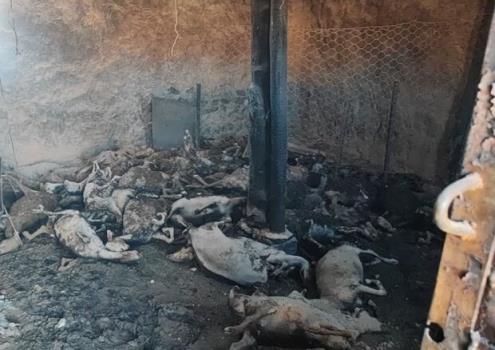 تلف شدن ۶۰ رأس گوسفند در حادثه حریق شهرستان کلات