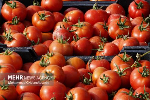 اعلام عوارض صادرات گوجه فرنگی 55درصد