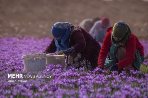 صادرات ۱۵۰ تنی زعفران در ۸ ماهه سال جاری