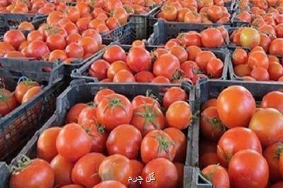 ۲۴۰هزار تن گوجه فرنگی از كشاورزان خریداری شد