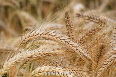 قیمت گندم یكساله 32 و نیم درصد افزایش یافت