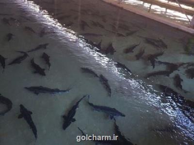 ادامه ممنوعیت صید تجاری ماهیان خاویاری دریای خزر تا آخرسال 2020