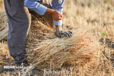 خرید گندم مازاد بر نیاز كشاورزان از ۸ میلیون تن گذشت