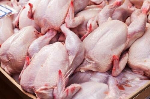 گوشت مرغ از فردا به میزان نیاز وارد بازار می شود