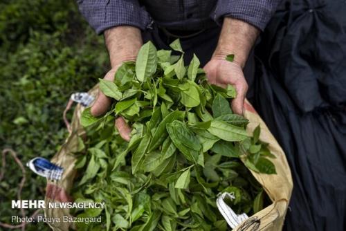 شروع عقد قرار داد با كارخانجات چایسازی برای خرید برگ سبز چای