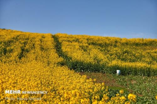دانه های روغنی با نرخ مصوب شورای قیمت گذاری خریداری می شود