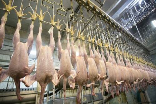 روز گذشته ۶ هزار و ۶۲۲ تن گوشت گرم مرغ در كشور ارائه شد