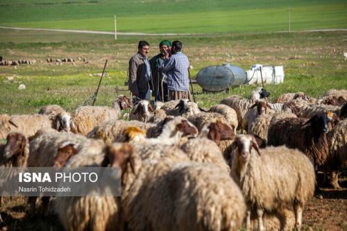 قیمت خرید حمایتی دام عشایر ابلاغ گردید