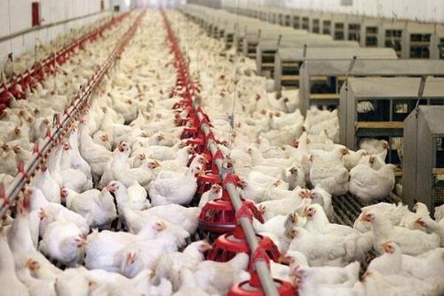 ارائه ۱۲ هزار و ۴۰۰ گوشت مرغ گرم به بازار