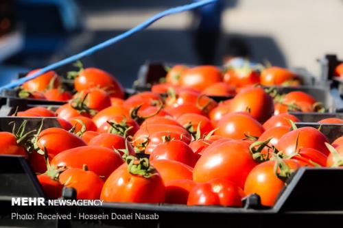 صادرات سبزی و صیفی 22 درصد رشد كرد