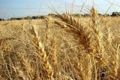 میزان خرید گندم از ۲ میلیون تن گذشت