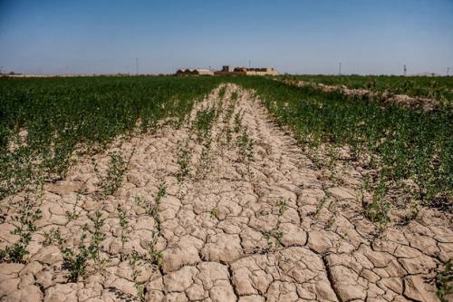 درخواست تسهیلات ارزان برای كشاورزان خسارت دیده از خشكسالی