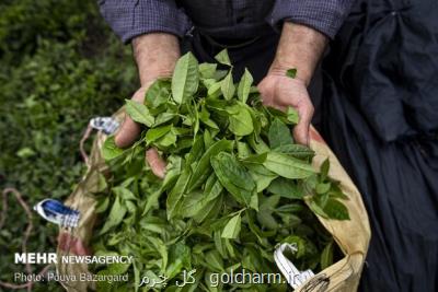 شروع عقد قرار داد با كارخانجات چایسازی برای خرید برگ سبز چای