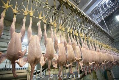 روز گذشته ۶ هزار و ۶۲۲ تن گوشت گرم مرغ در كشور ارائه شد