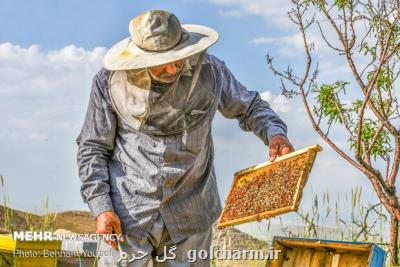 اعلام علل تلفات زنبورهای عسل