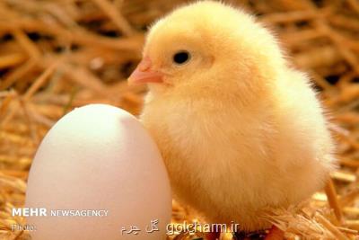 قیمت تخم مرغ همچنان زیر نرخ مصوب است