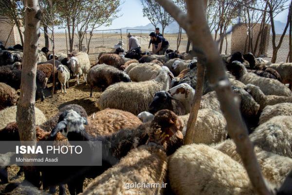 ارائه تسهیلات بانكی به عشایر برای پرواربندی دام سبك