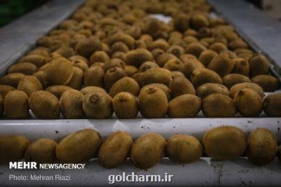 ایران چهارمین تولیدكننده كیوی جهان است