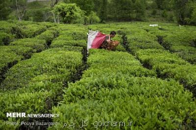 خرید ۹۳ هزار تن برگ سبز چای از چایكاران