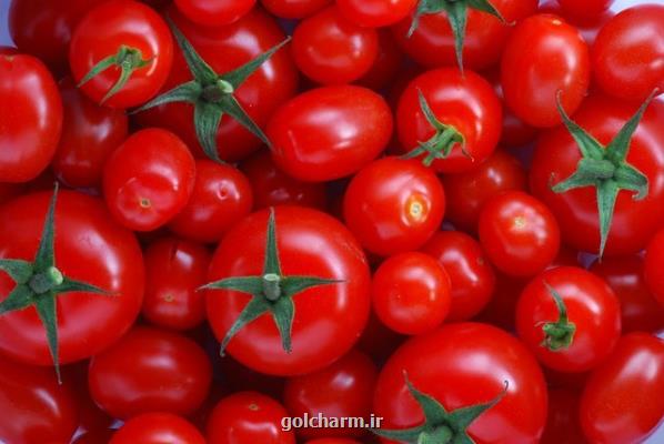 علت افزایش قیمت گوجه فرنگی