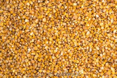 ایران ظرفیت صادرات ۲ تا ۵ هزار تن بذر ذرت را دارد