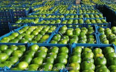 استانداری مازندران برداشت زودهنگام و رنگ آوری مرکبات را ممنوع کرد