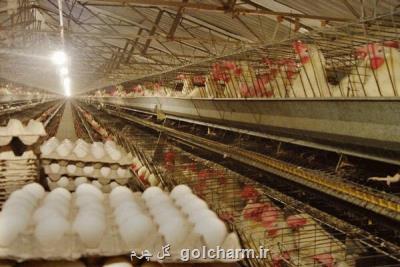 95 میلیون تخم مرغ نطفه دار برای تامین نیاز بازار وارد می شود