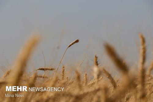 بسته سیاستی پشتیبانی از کشاورزی قراردادی گندم ابلاغ گردید