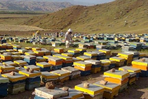 مذاکرات با قرقیزستان برای صادرات عسل به اوراسیا و اروپا