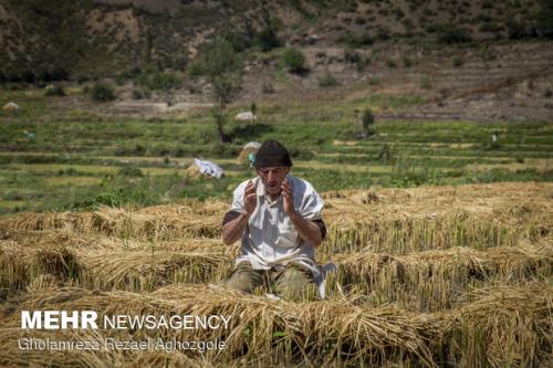 اخطار سازمان حفظ نباتات درباره افزایش آفت شب پره در کشت مجدد برنج
