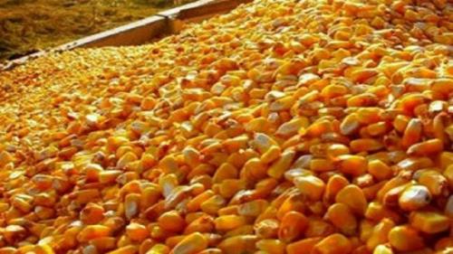تاخیر ۲۰ روزه بازارگاه در تأمین ذرت