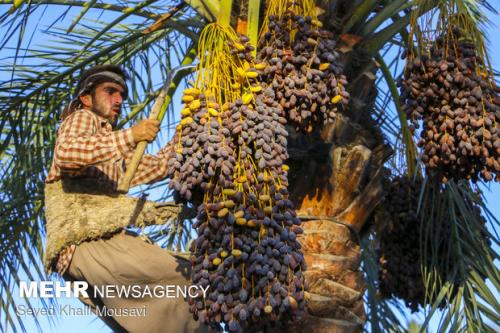 طرح جامع نخیلات خوزستان باید عملیاتی شود
