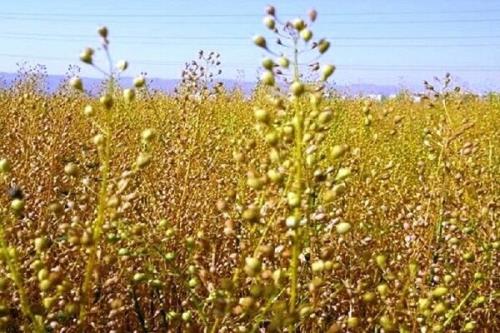 کشت 2 هکتار محصول کاملینا در شهرستان عجب شیر