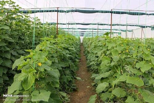 آذربایجان شرقی مقام دوم کشت گلخانه ای کشور