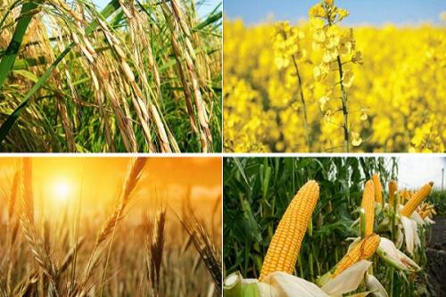 سرمایه گذاری 6 هزار میلیارد تومانی در زمینه مکانیزاسیون کشاورزی