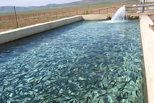 تولید آبزیان با آب کارگاه های ماسه شویی در آذربایجان شرقی