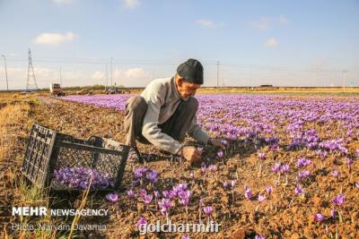 پیش بینی تولید ۱ و هفت دهم تن زعفران در آذربایجان شرقی