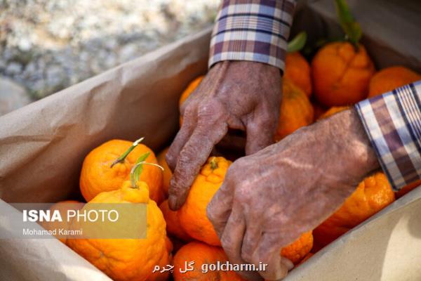 افزایش تولید نارنگی