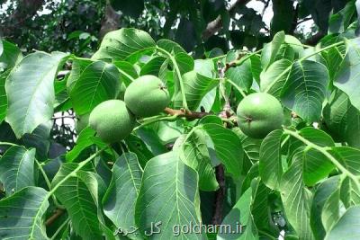 جابجایی نزدیک به ۳۵میلیون اصله نهال میوه مجاز در فصل کاشت