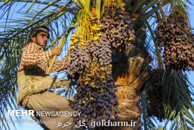 طرح جامع نخیلات خوزستان باید عملیاتی شود