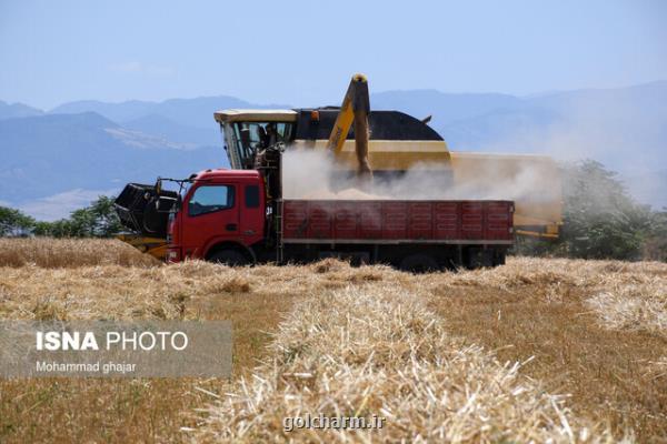 پیش بینی تولید ۱۰ میلیون تن گندم در سال زراعی جاری
