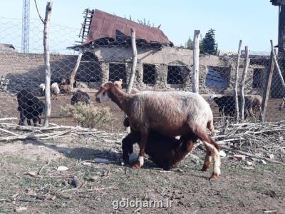 هویت گذاری و اصلاح نژاد دام در اردبیل انجام می شود