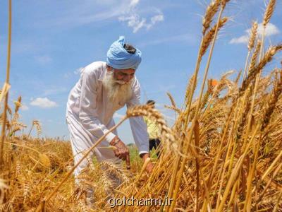 هند بزرگترین صادرکننده گندم دنیا می شود