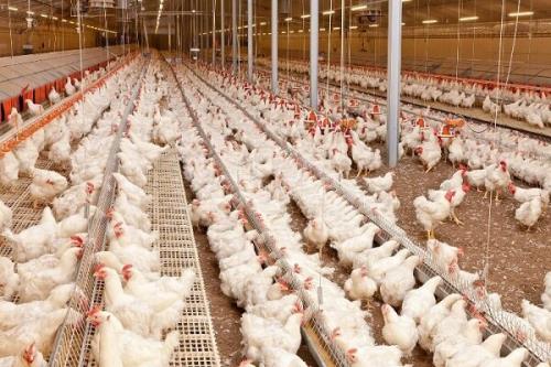 عرضه روزانه ۷ هزار تن گوشت مرغ گرم به بازار