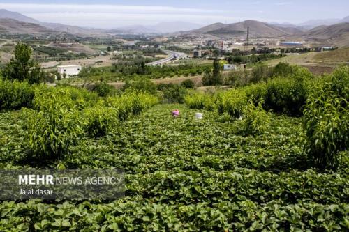 پیشبینی تولید بیشتر از ۱ و یک دهم میلیون اصله نهال توت