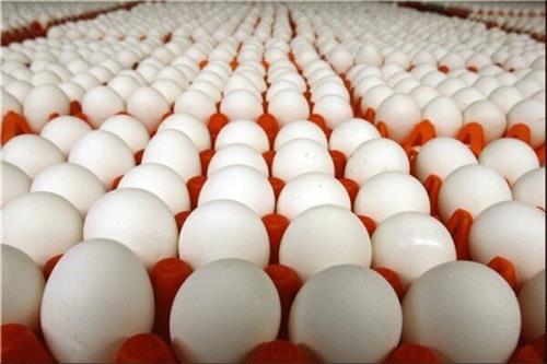 صادرات تخم مرغ امکان پذیر نیست