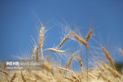 خرید تضمینی ۹۳ هزار تن گندم در استان تهران