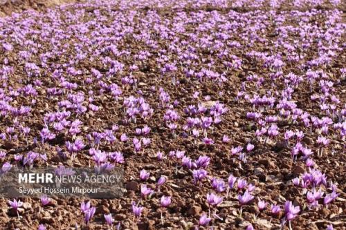 کشت کلزا و زعفران به جای پیاز و سیب زمینی در حاشیه دریاچه ارومیه